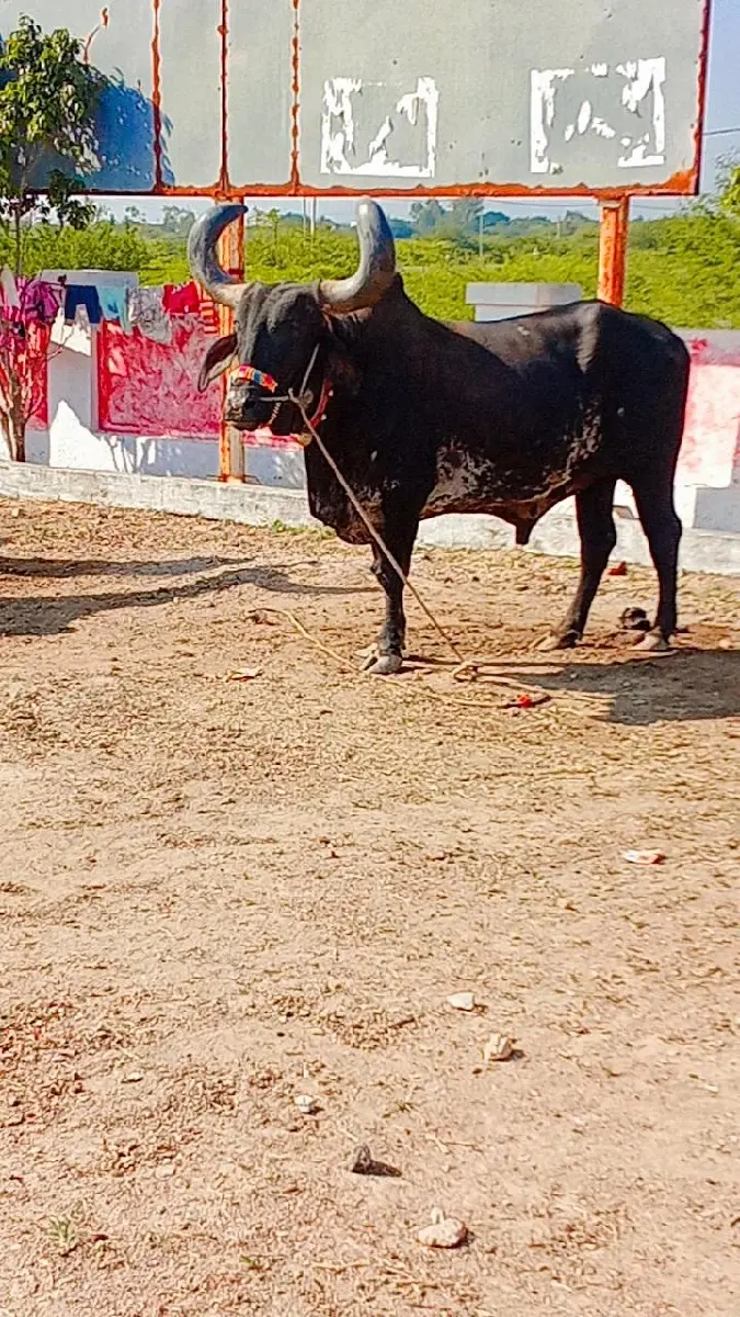 થંબનેલ 2