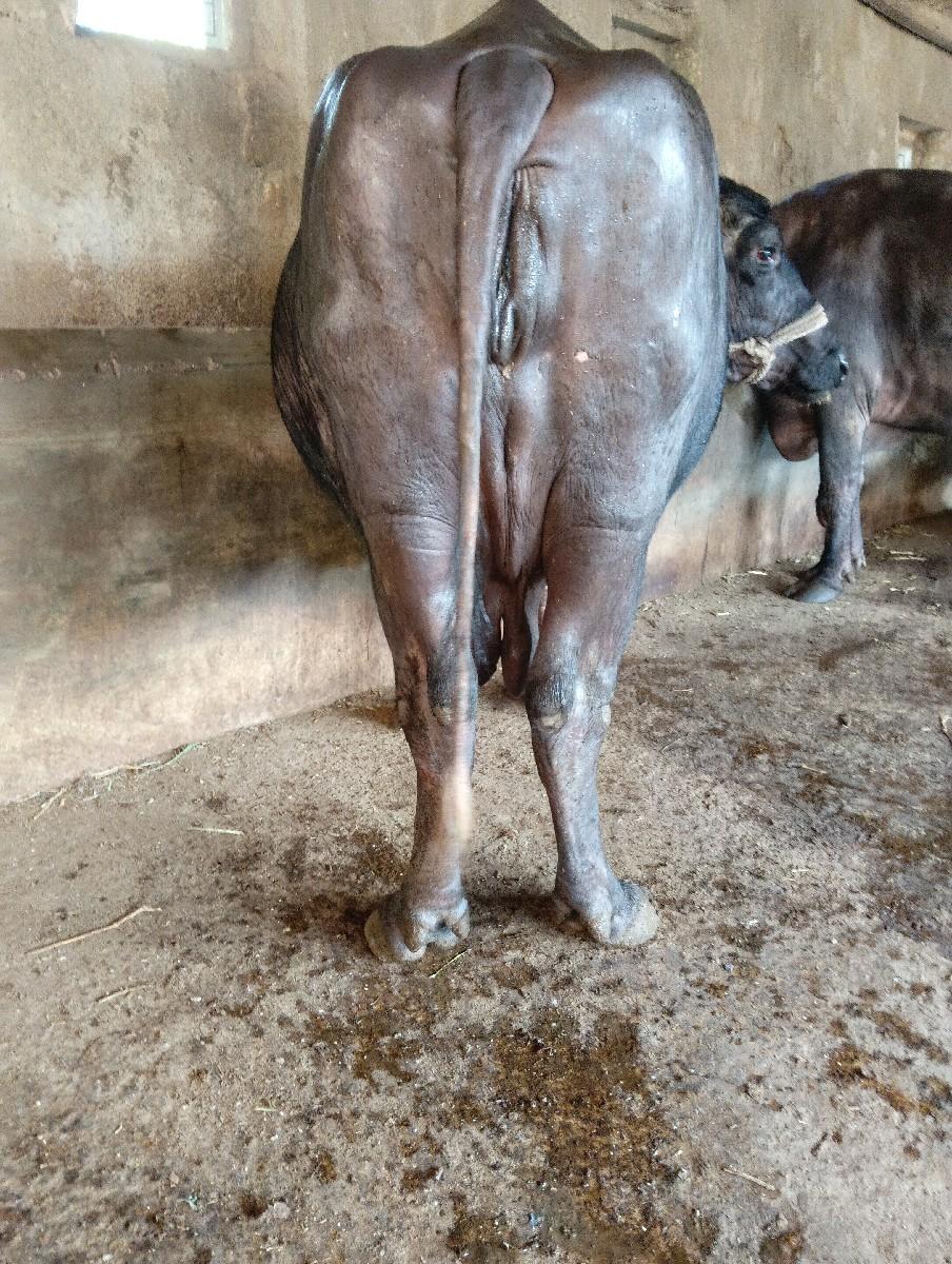 થંબનેલ 3