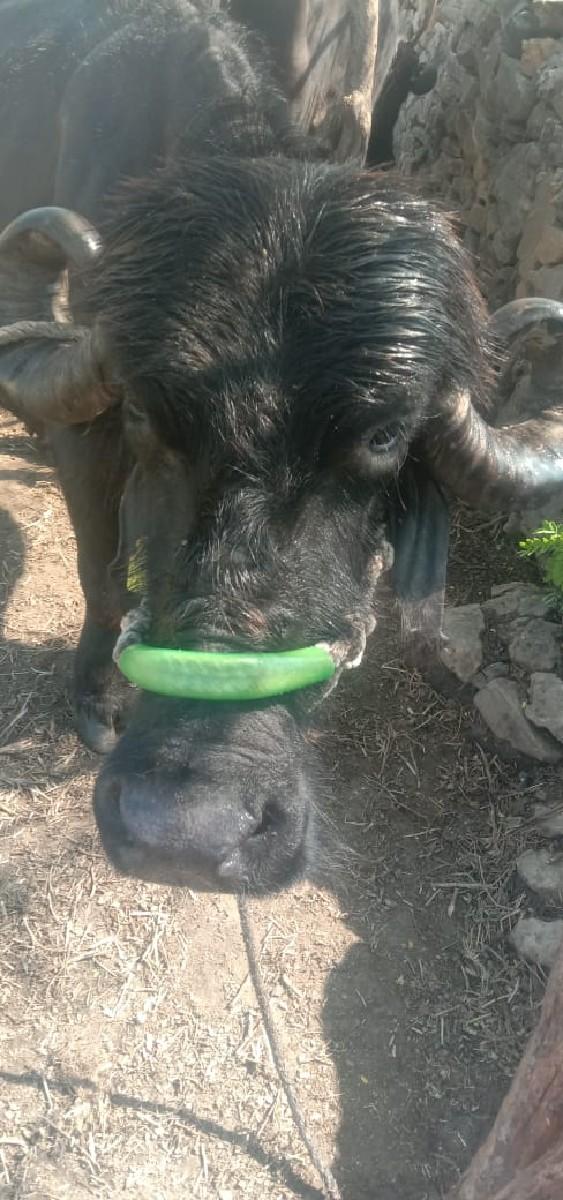 થંબનેલ 3