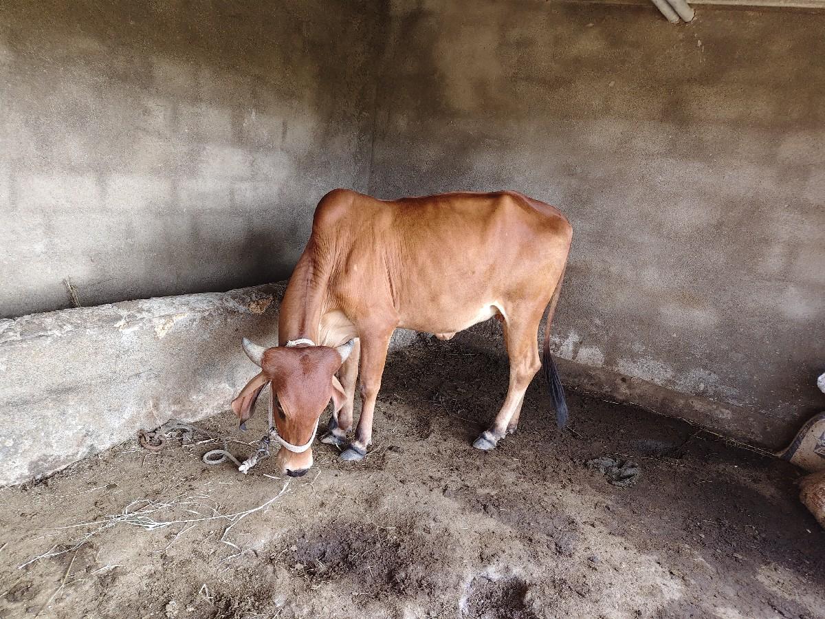 થંબનેલ 3