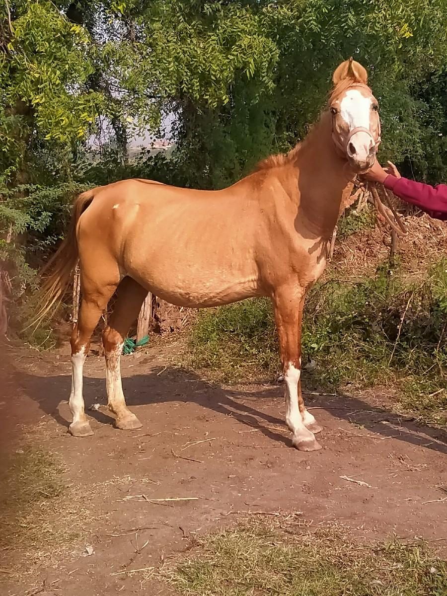 થંબનેલ 2