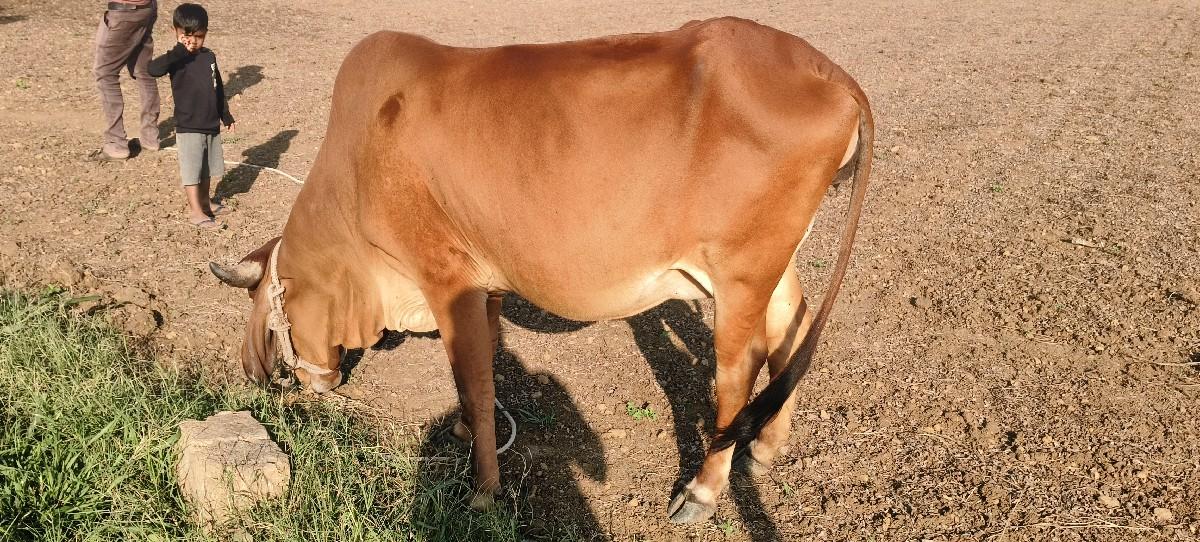 થંબનેલ 3