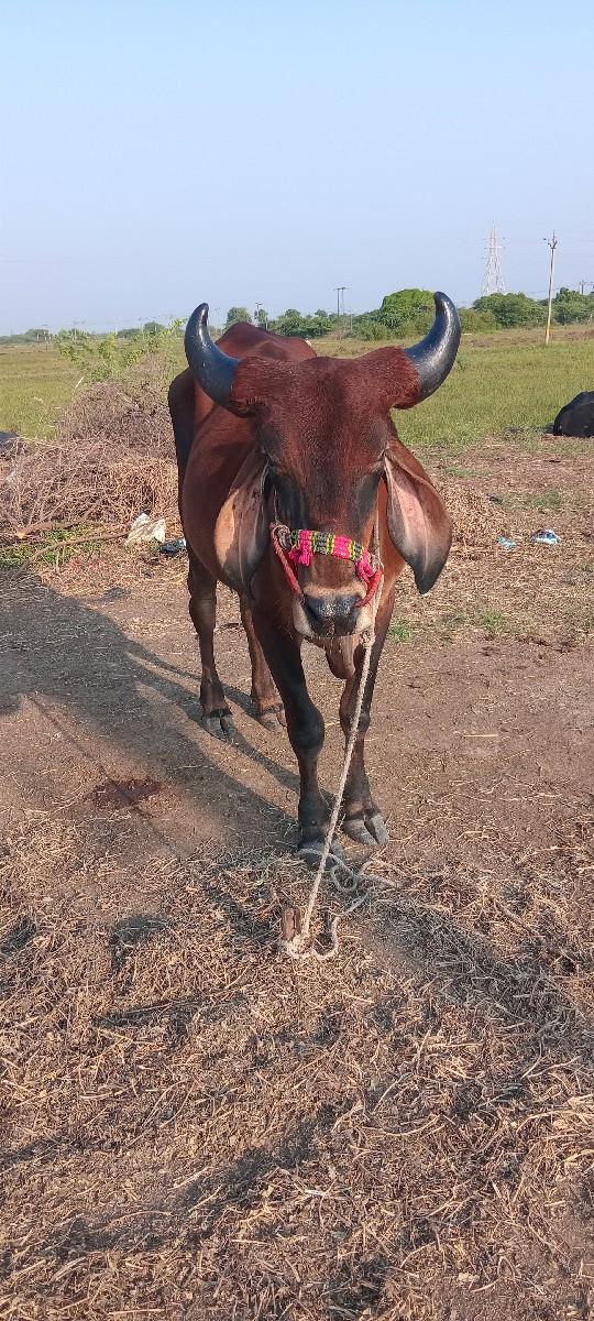 થંબનેલ 3