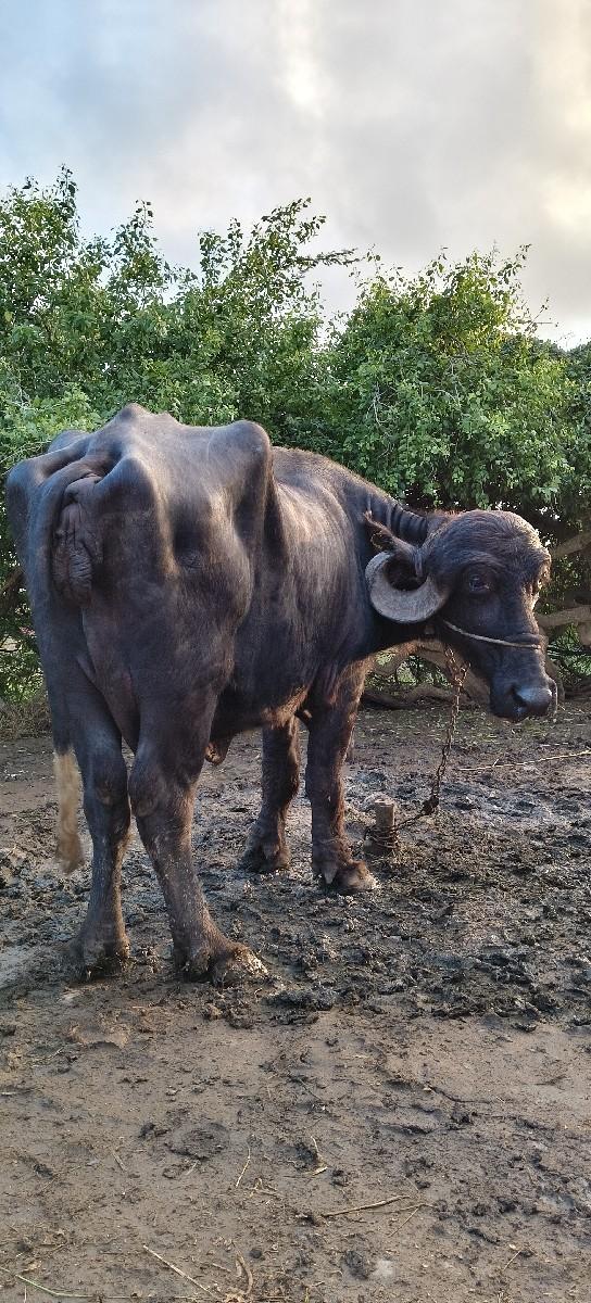 થંબનેલ 2