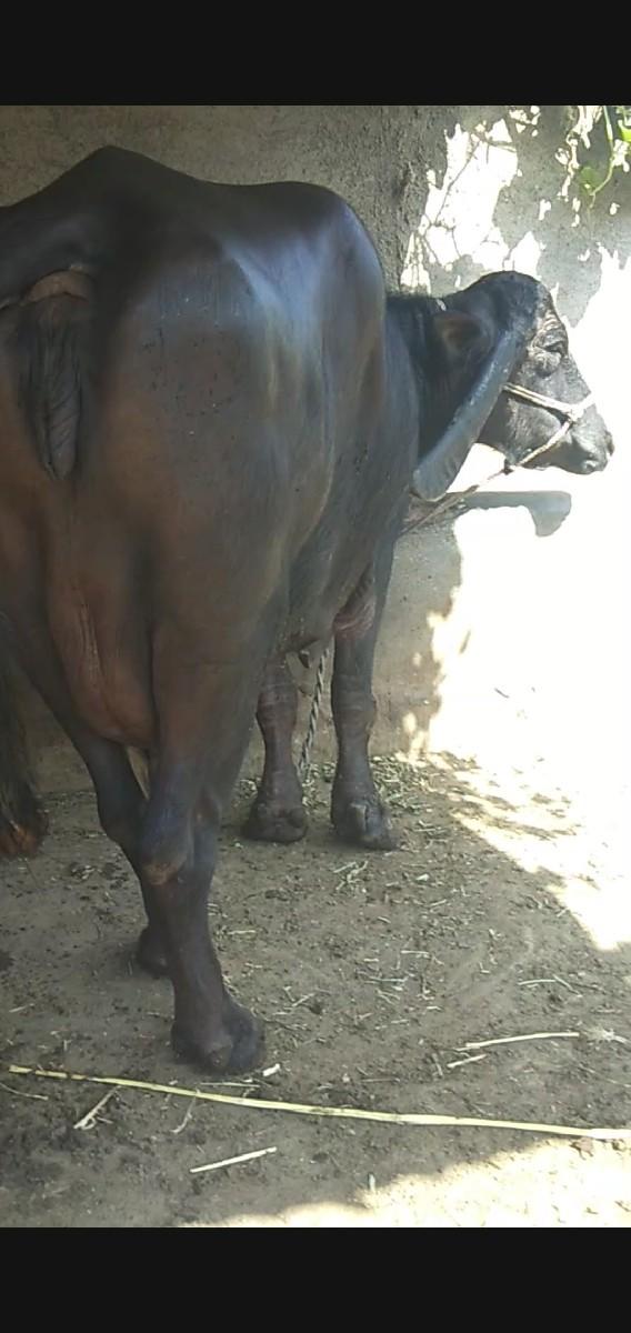 થંબનેલ 4