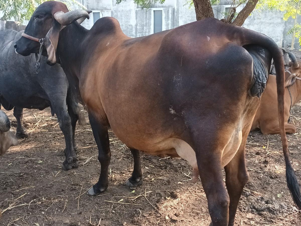 થંબનેલ 2