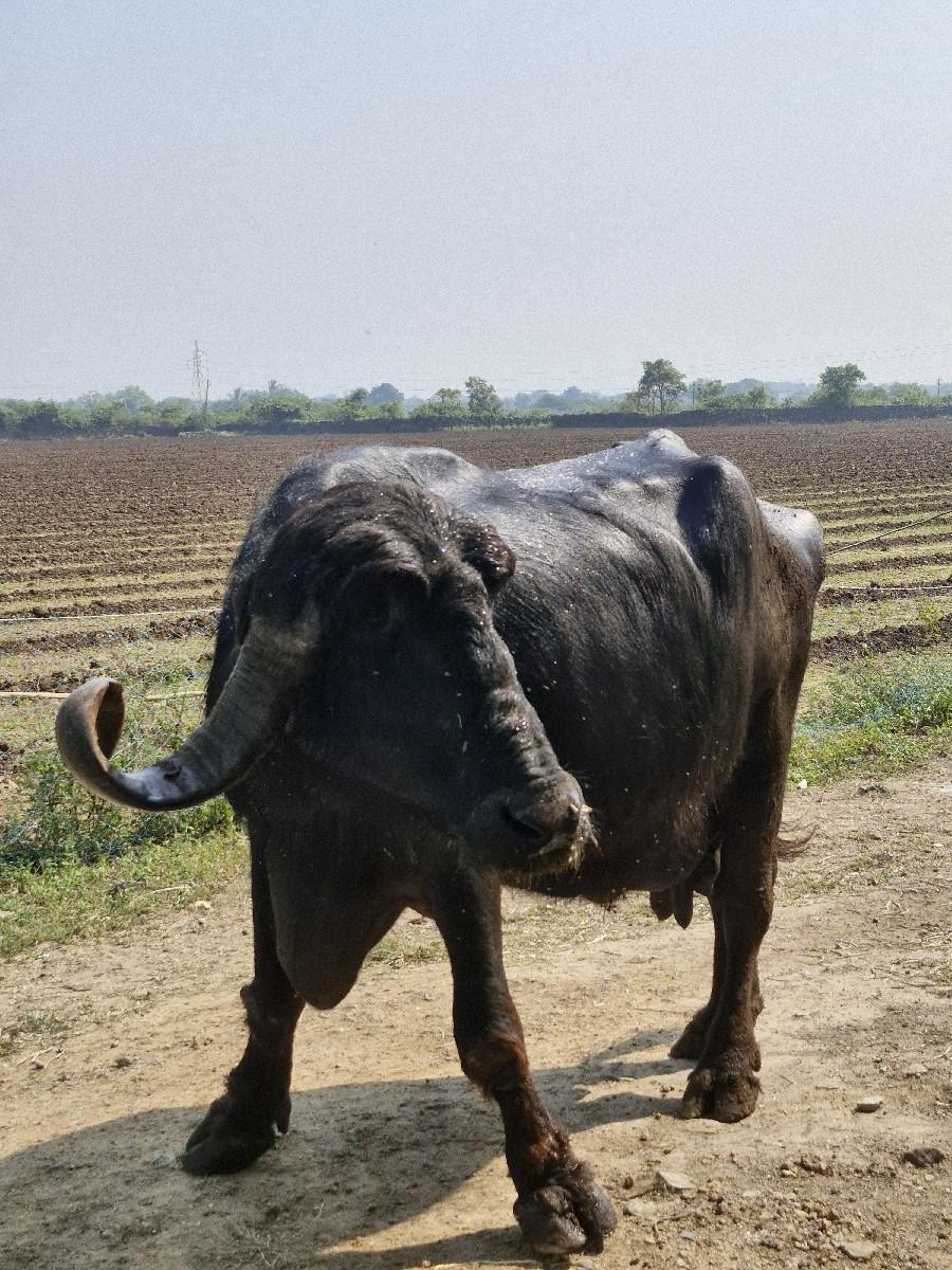 ભેશ વેશવાની છે