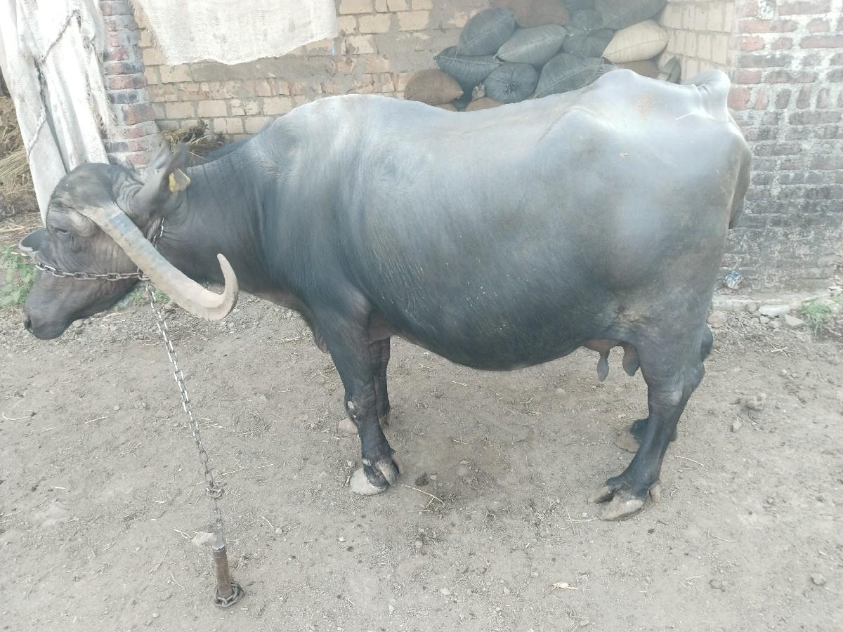 થંબનેલ 2