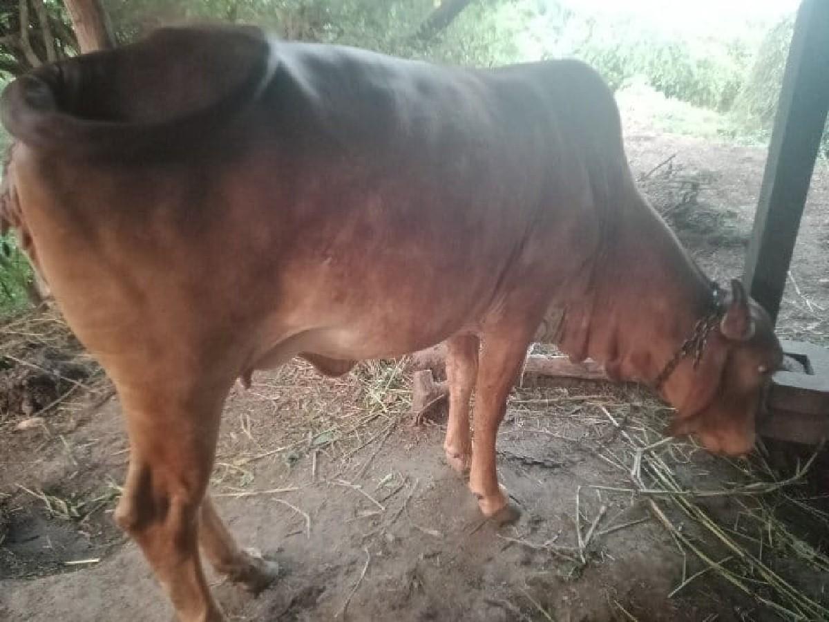 થંબનેલ 4