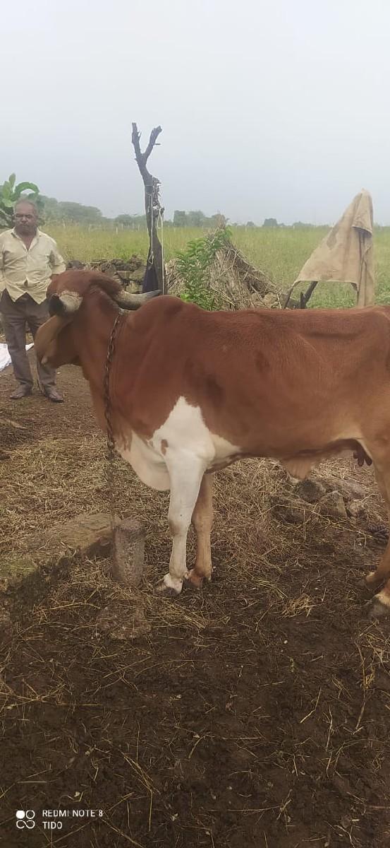 થંબનેલ 3