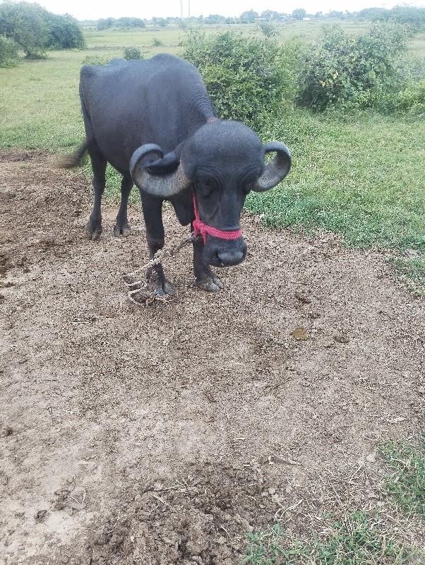 Khade Logon Se Pahle