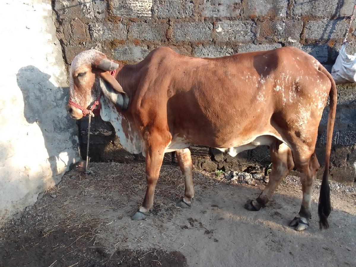 ગાય વેચવાની છે