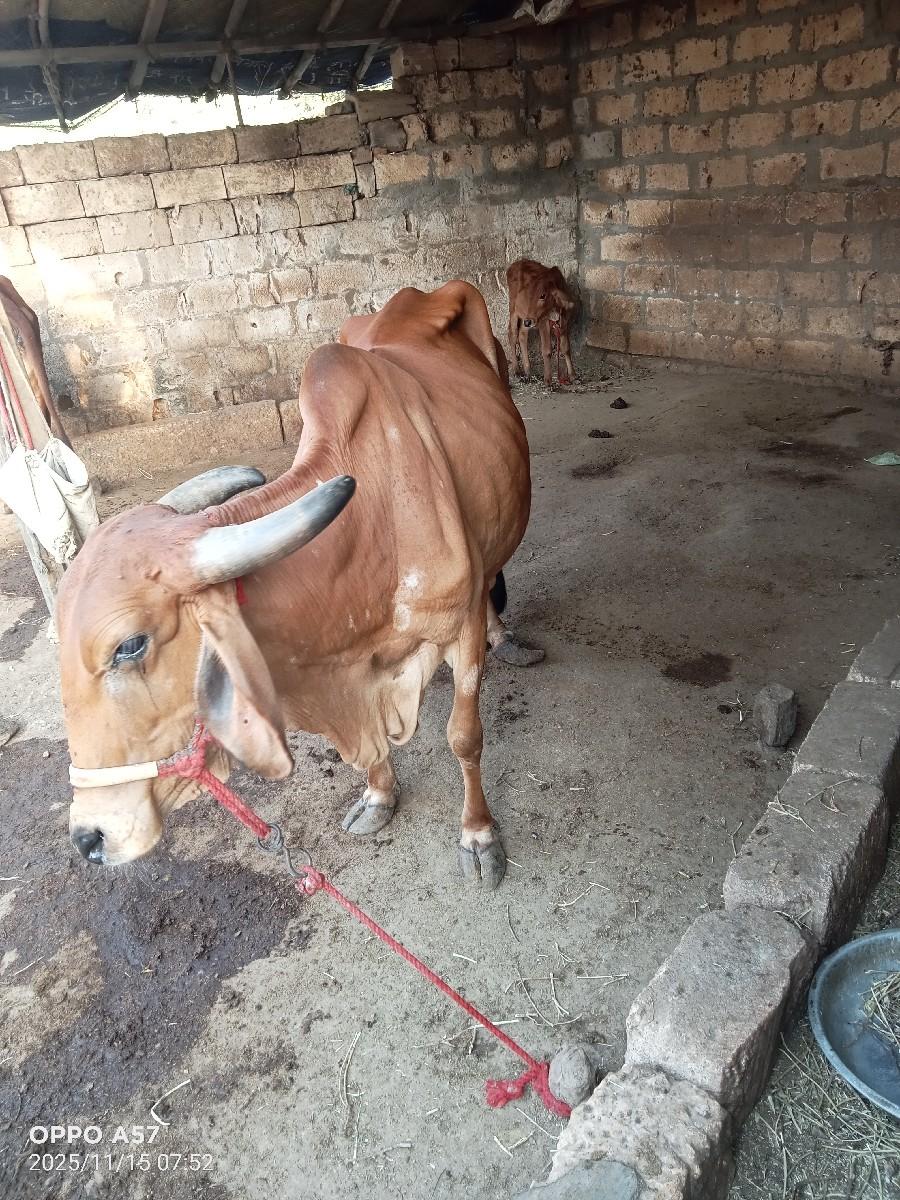 થંબનેલ 2