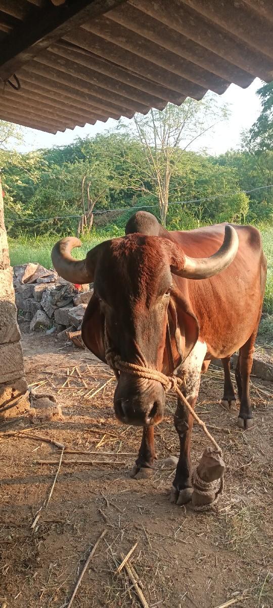 થંબનેલ 2