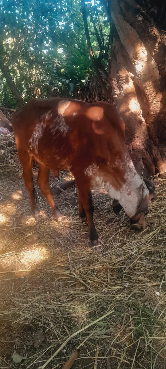 ગીર વાછડી વેચવાની છે