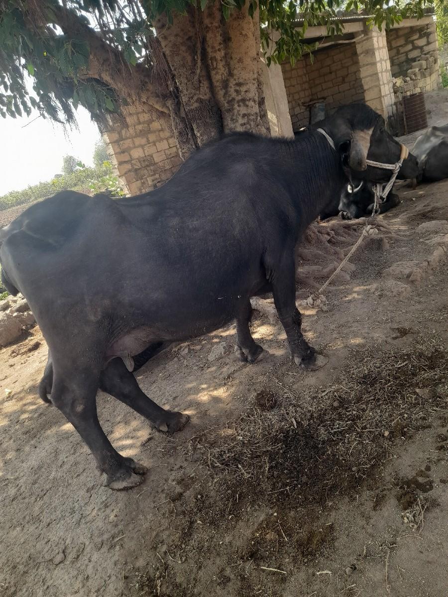 થંબનેલ 2