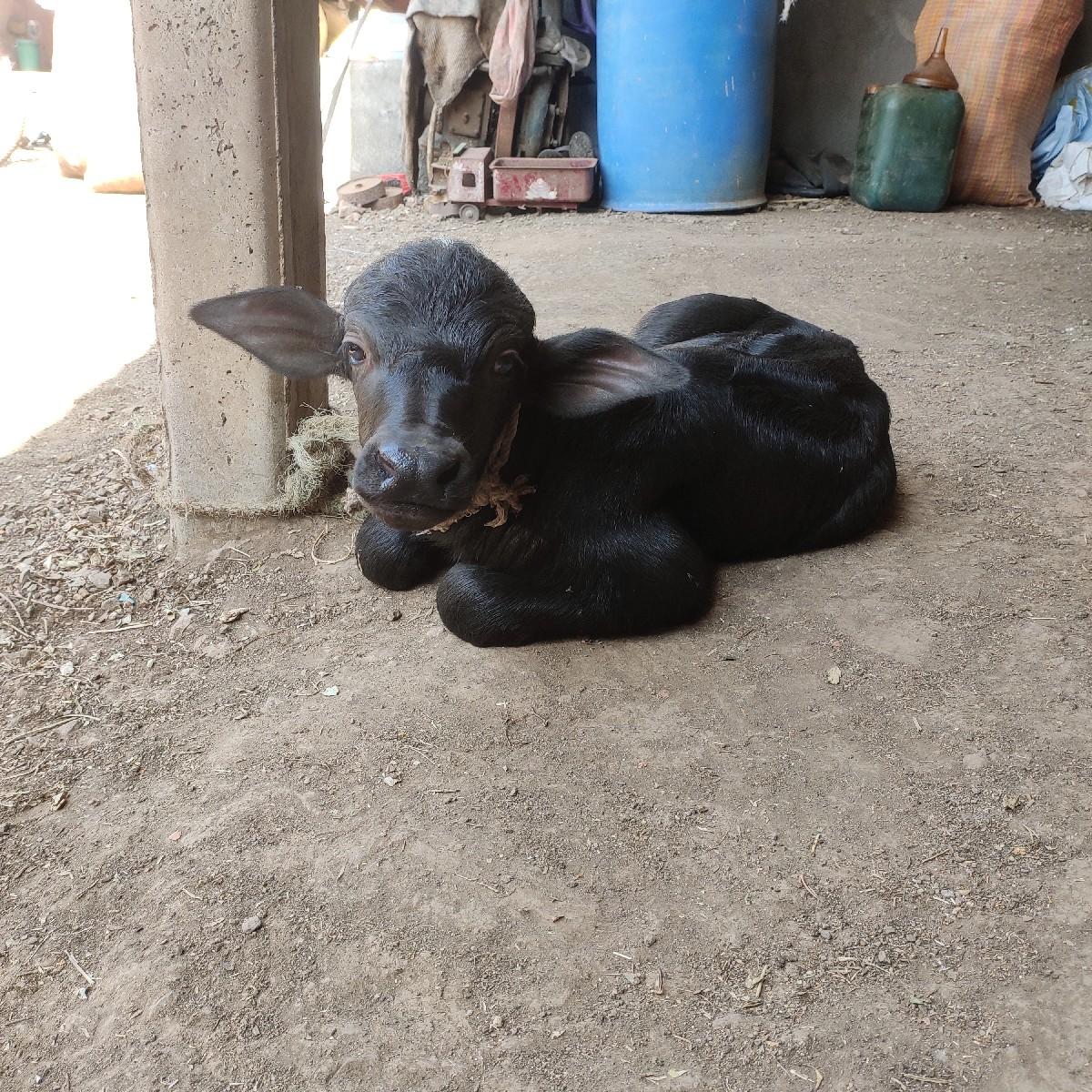 થંબનેલ 3