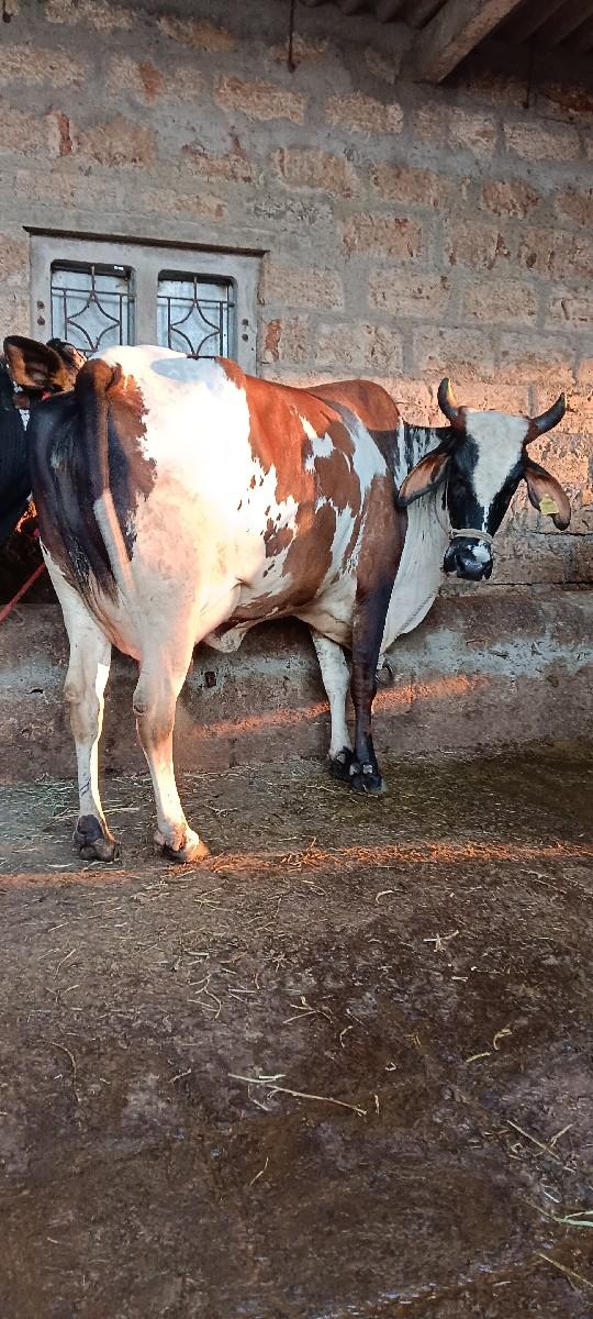 2--HF ગિર ક્રોસ ગાય વેસવાનિ છે