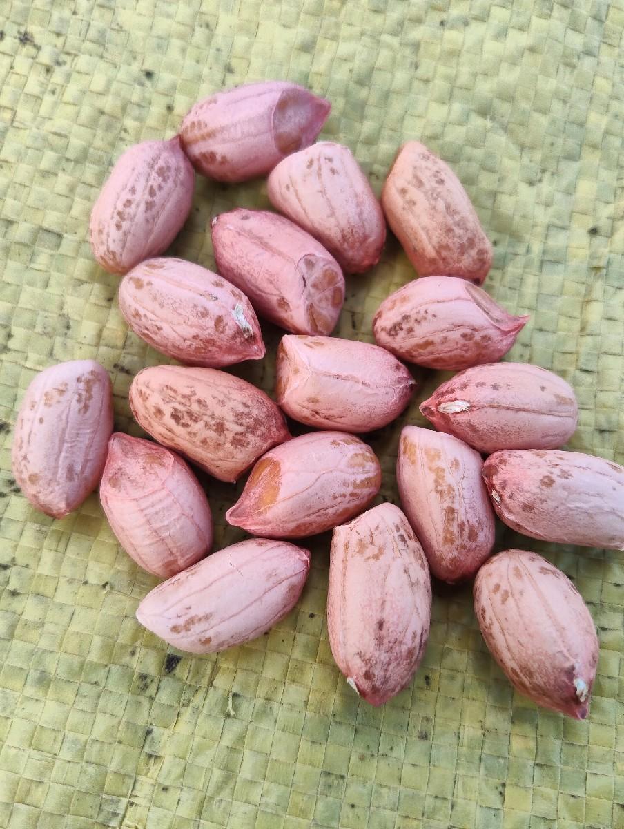 મગફળી 20 જીવીશ