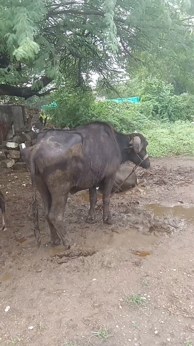 ખડેલું વેચવાનું છે