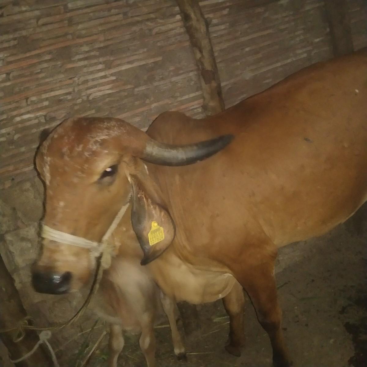 અશોક સોલંકી