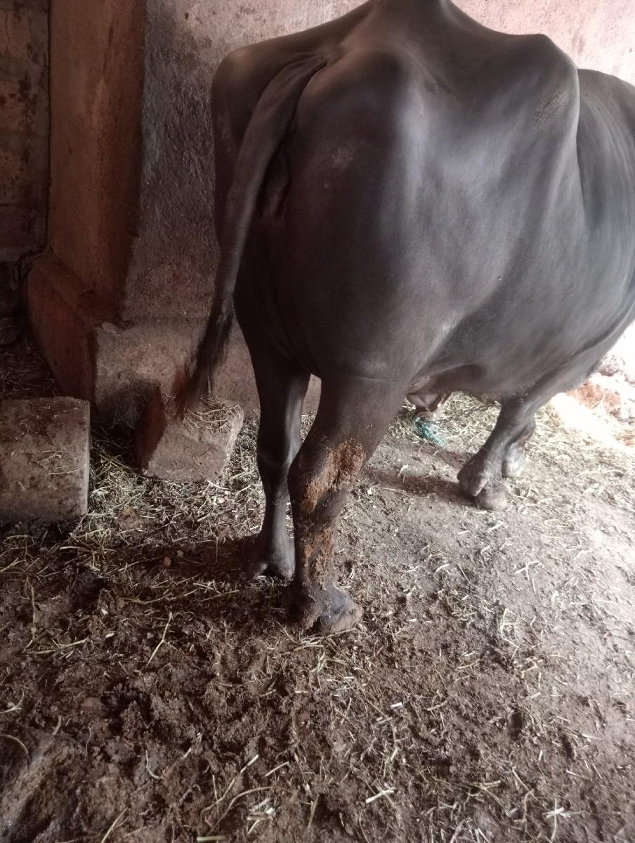 થંબનેલ 2