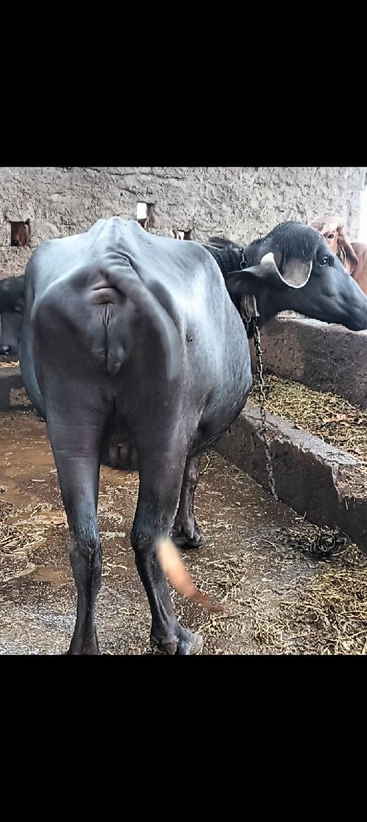 થંબનેલ 3