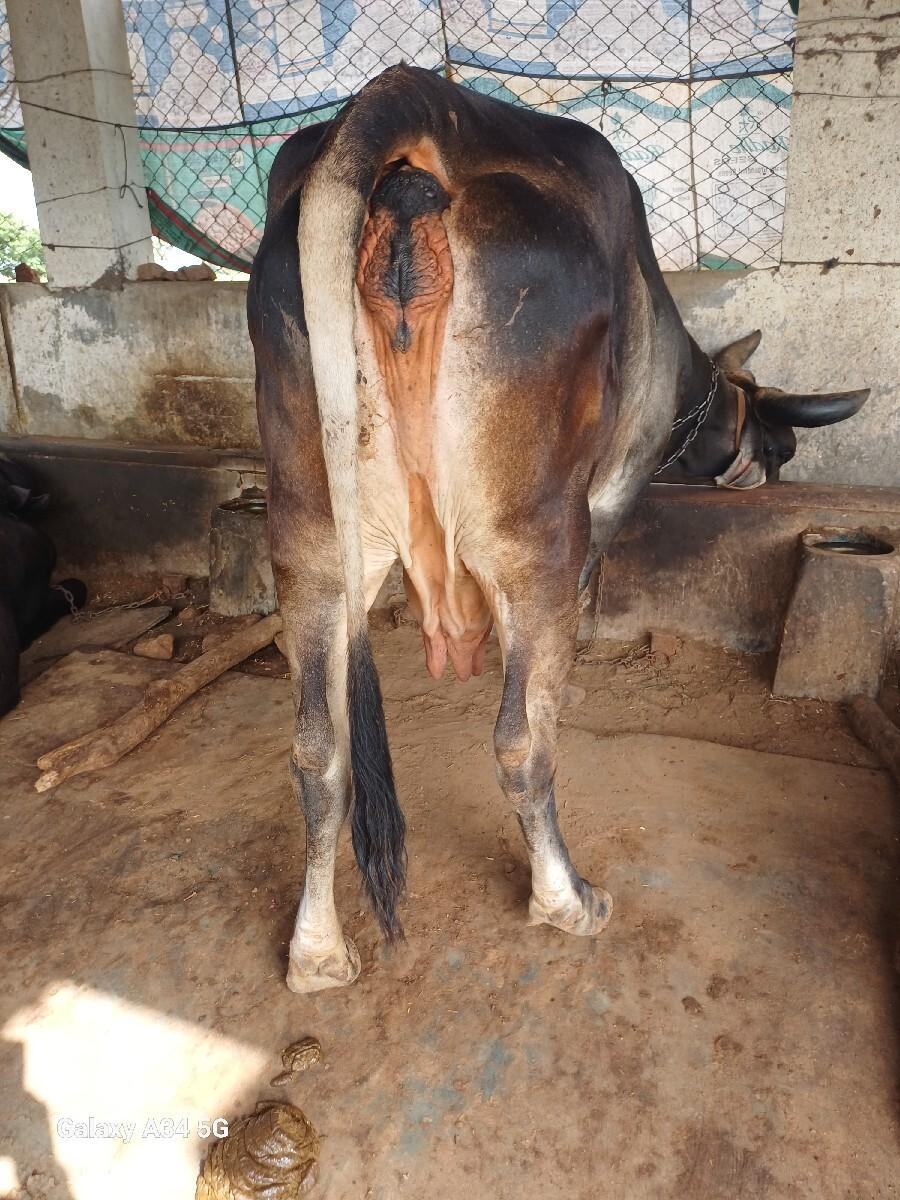 थंबनेल 2