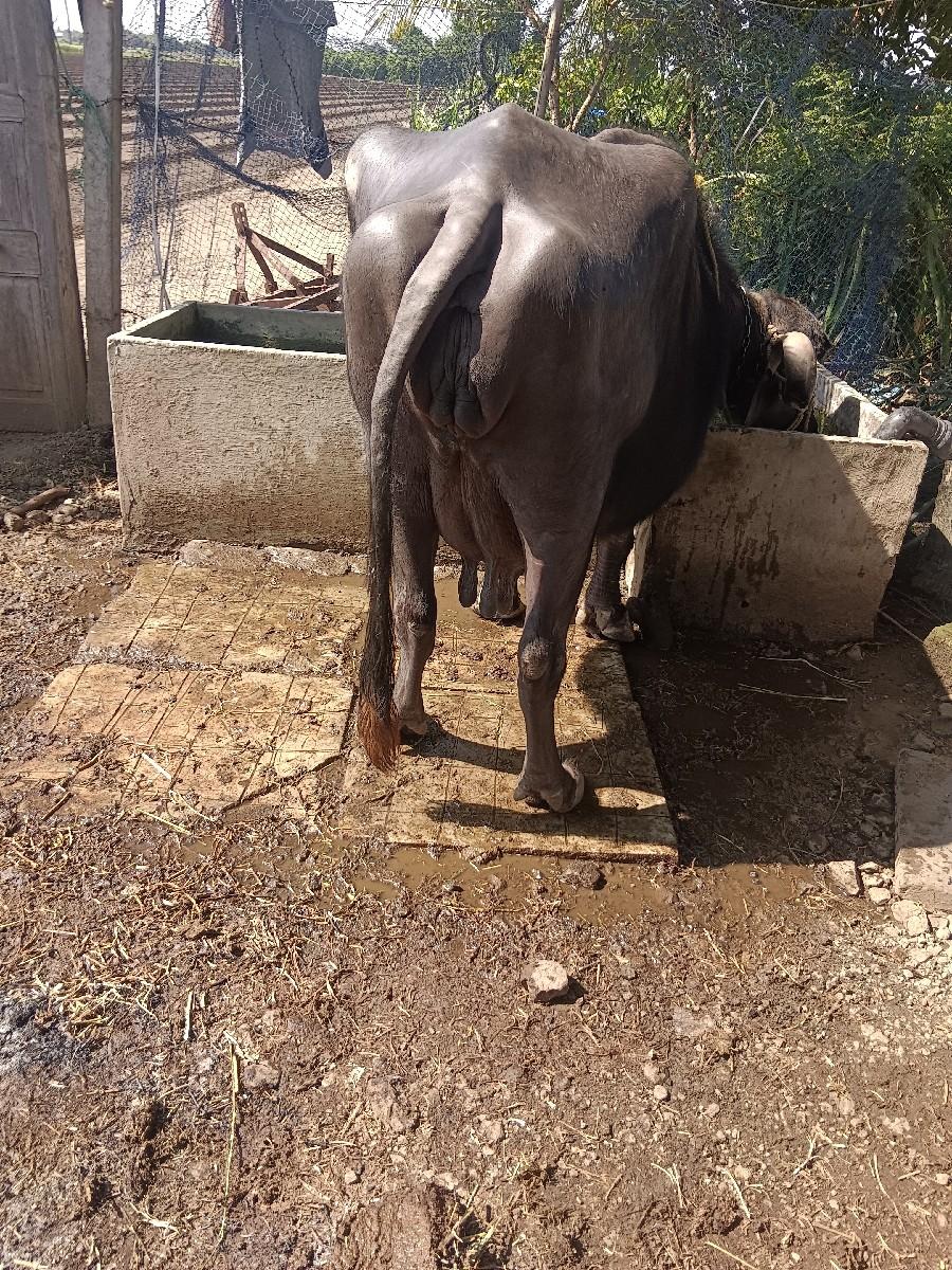 થંબનેલ 3