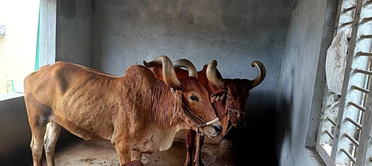 ગોટલા વેચવાના છે