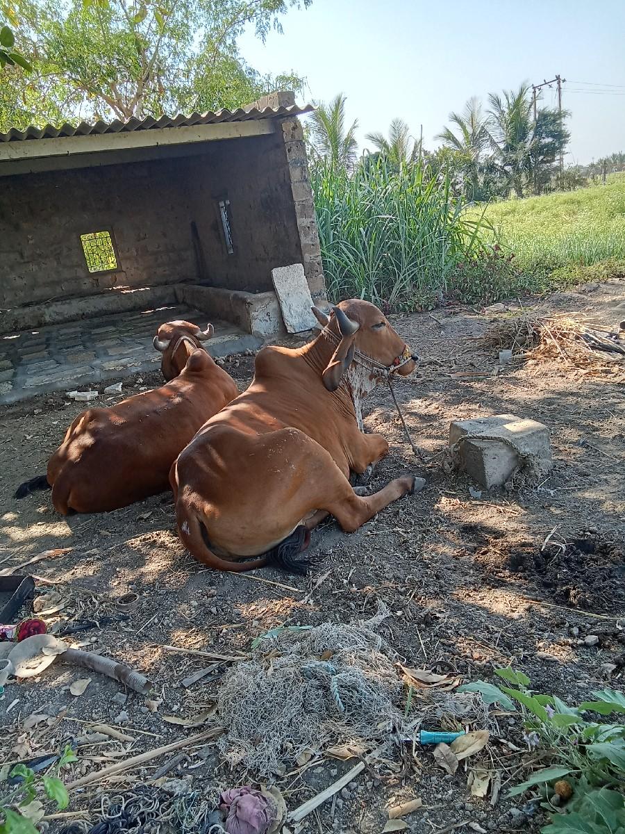 બરધ વેચવા ના છે