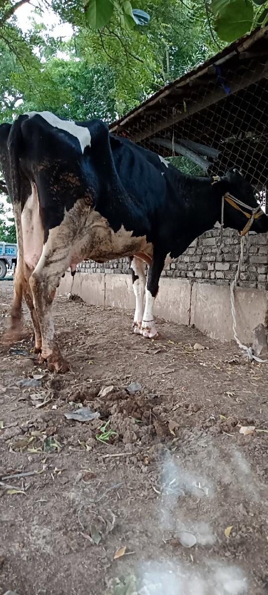 થંબનેલ 3