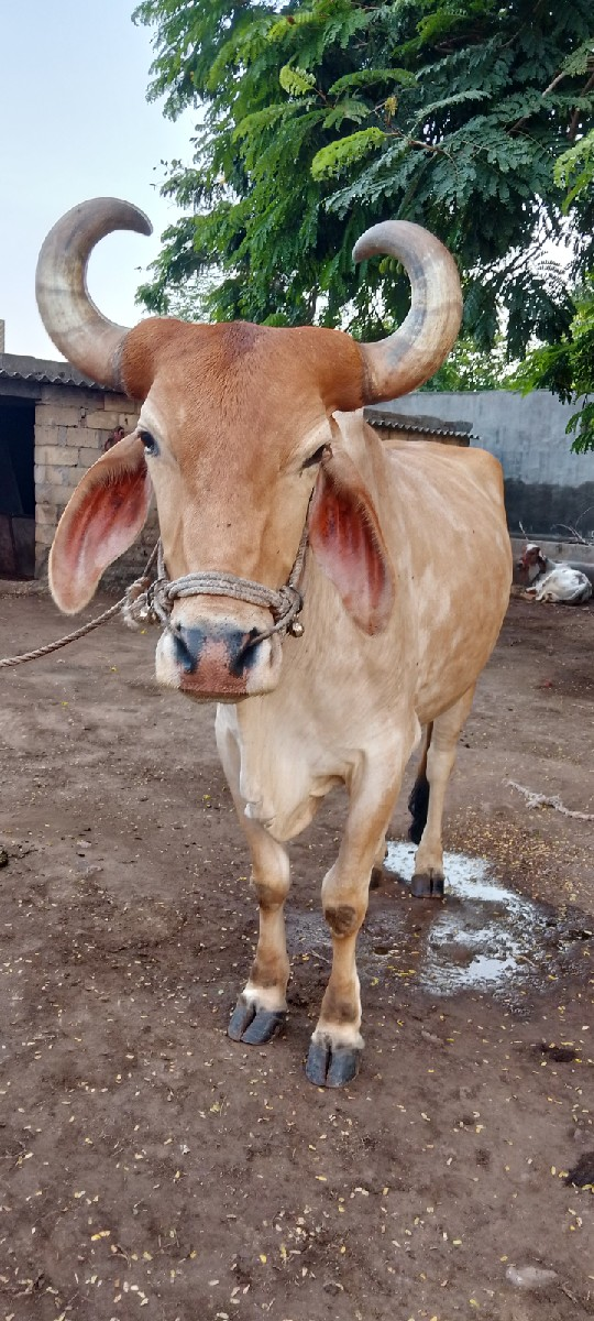 થંબનેલ 2