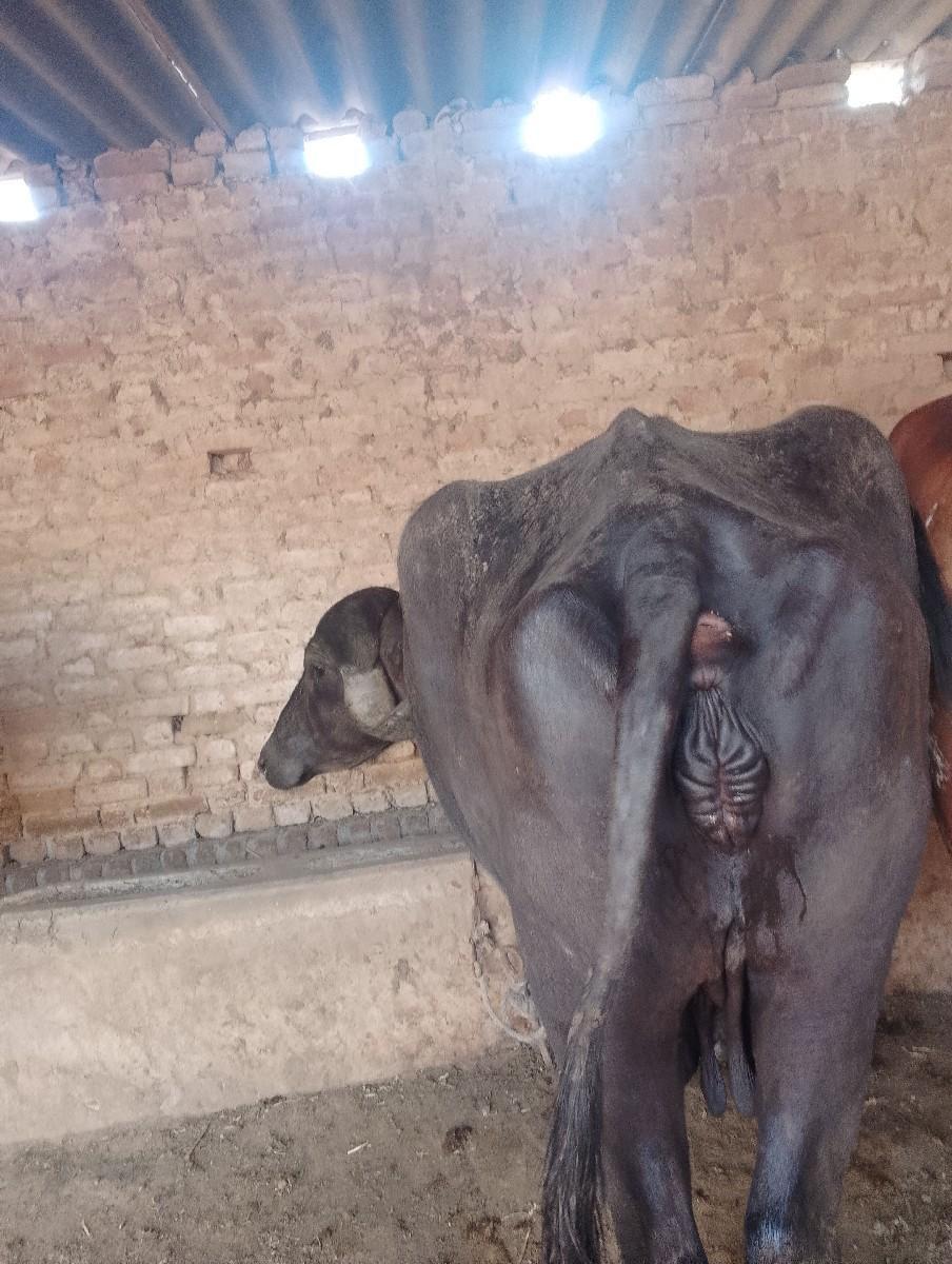 થંબનેલ 3