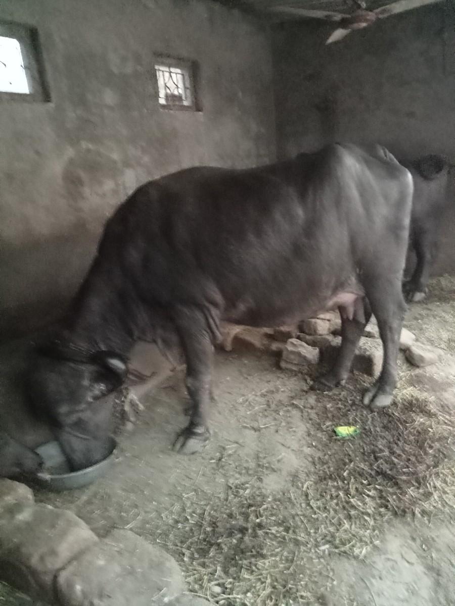 થંબનેલ 3