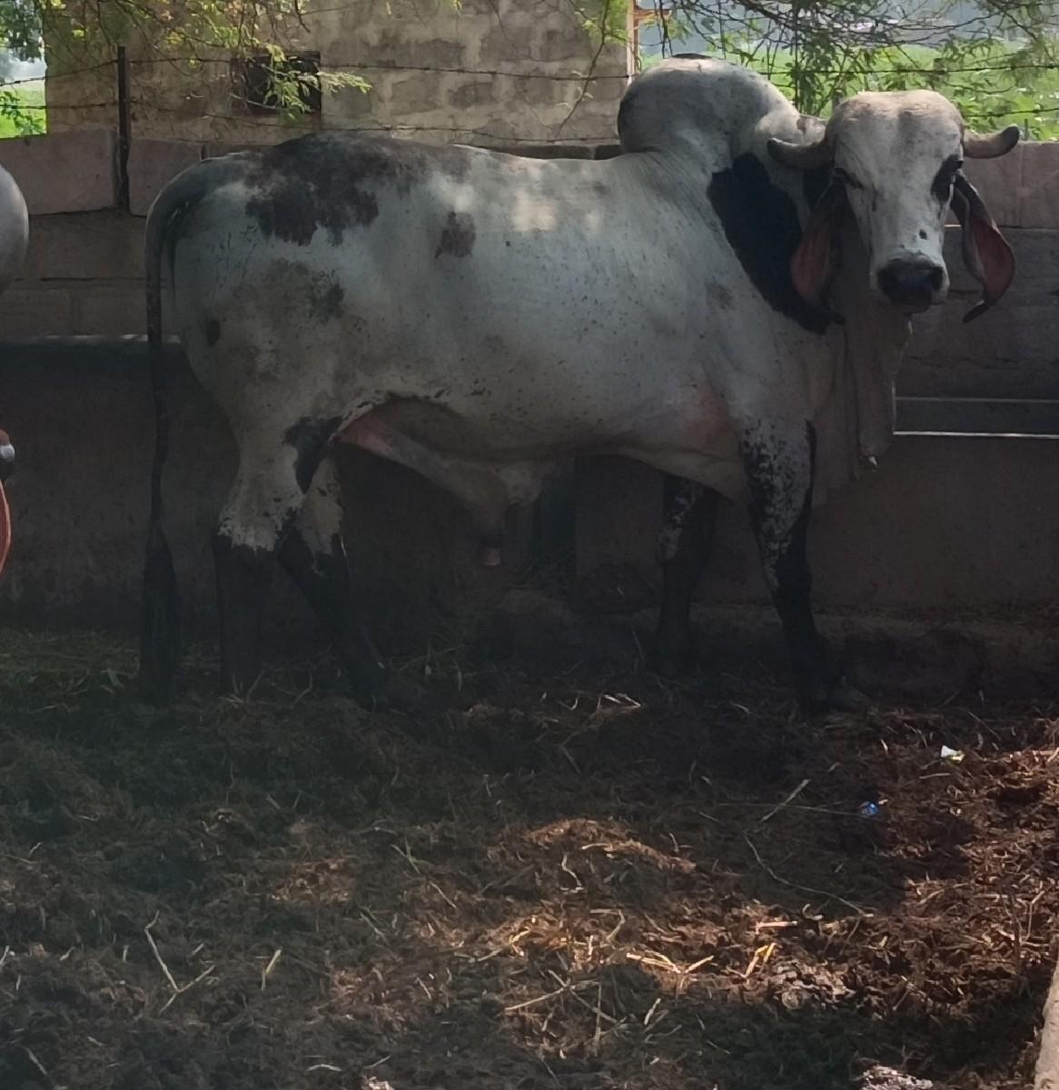 થંબનેલ 2