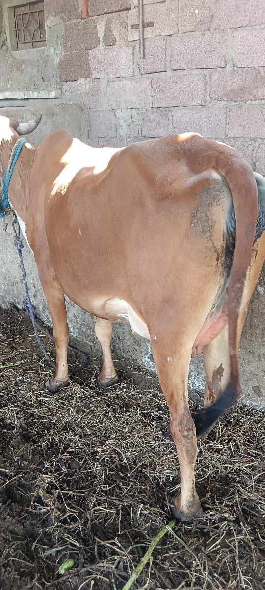 પેલું વેતર છે