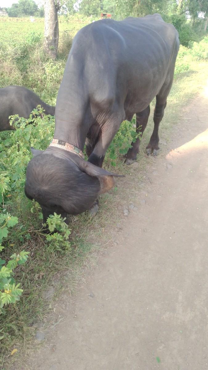 પાડો વેચવાનો છે.