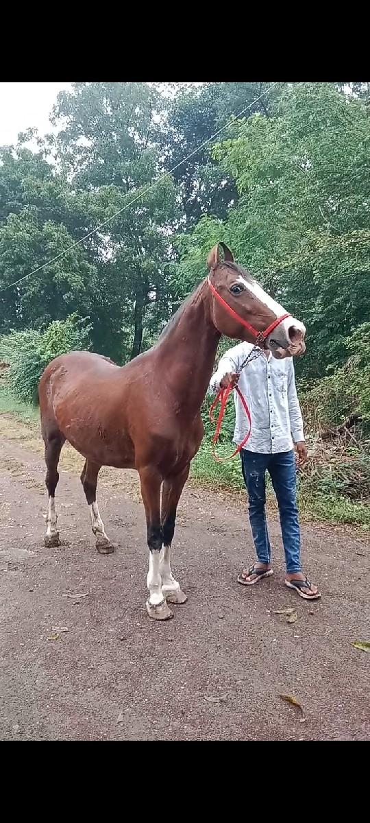 ઘોડી વેચવાનીઅને સાટા પણ કરવા છે