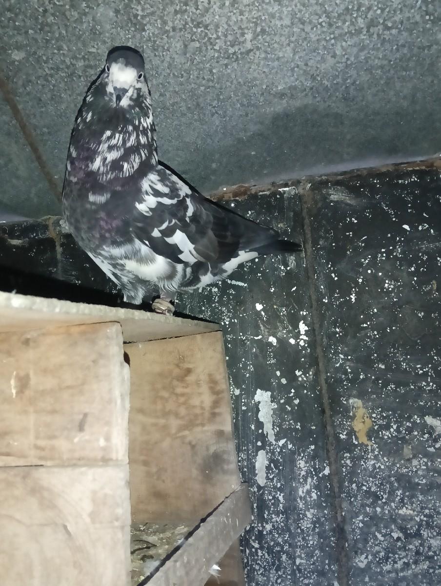 થંબનેલ 3