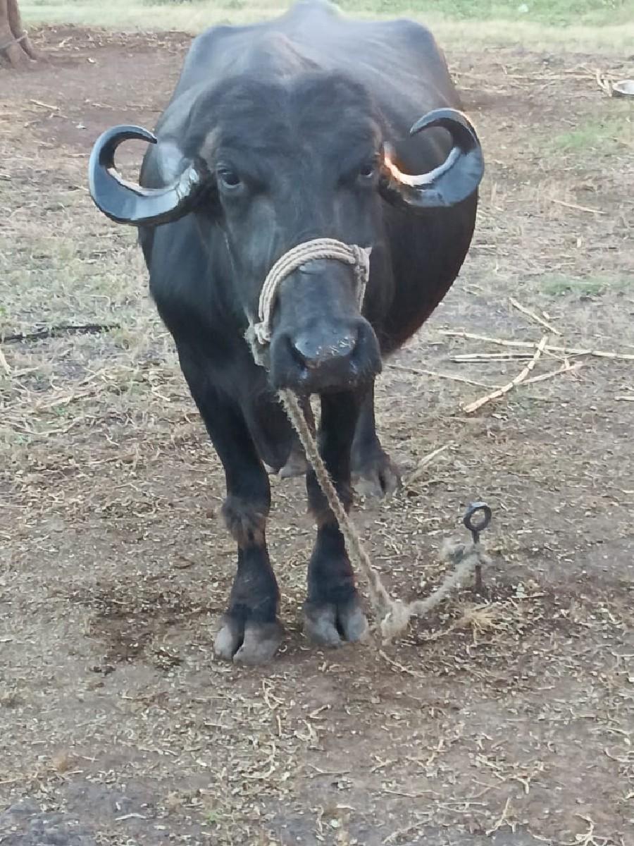 ભેસવેચવાનીછે