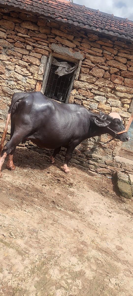 ભેંસ વેચવાની છે