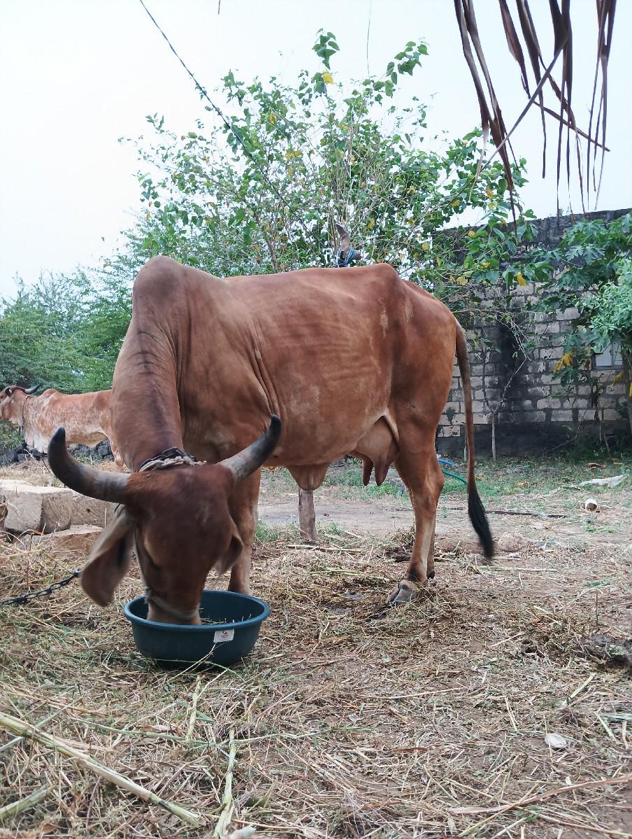ગાય વેચવાની છે