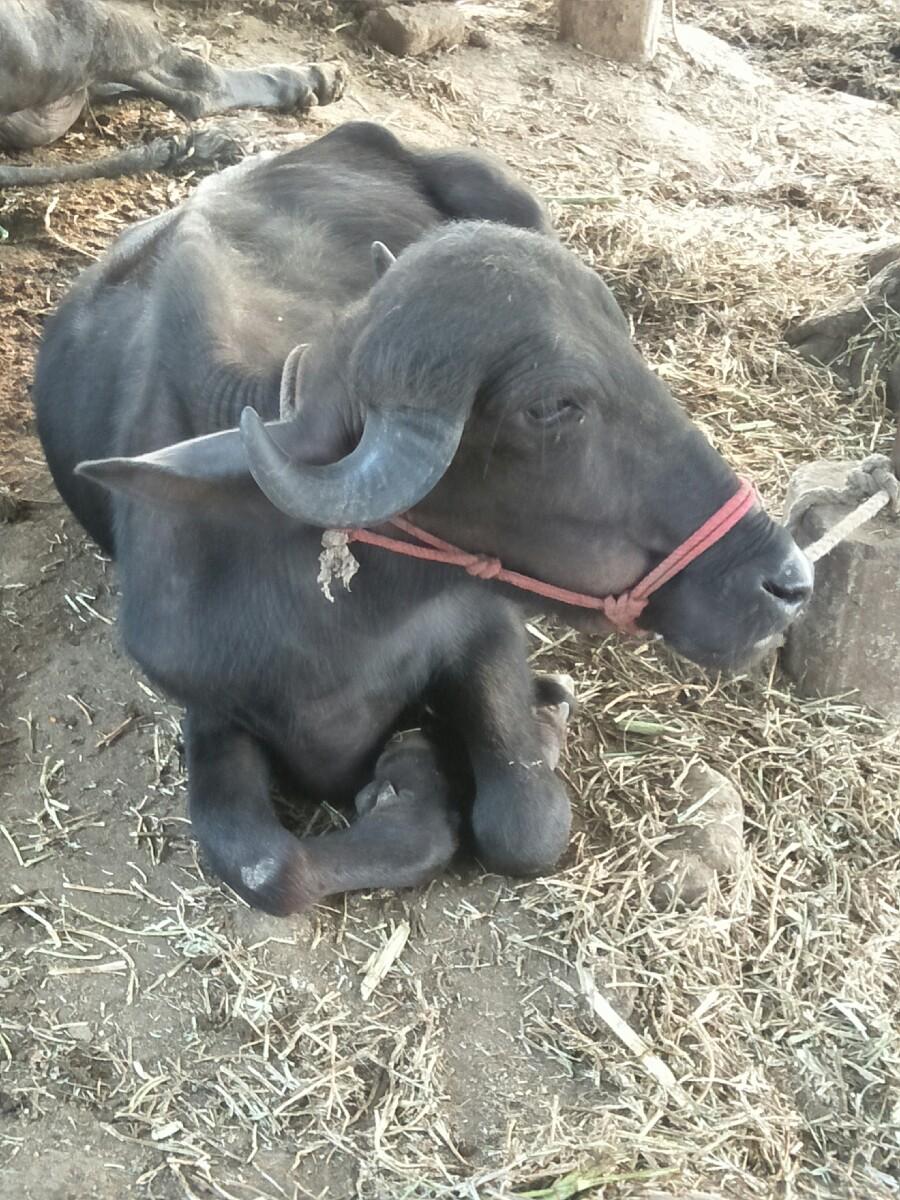 થંબનેલ 3