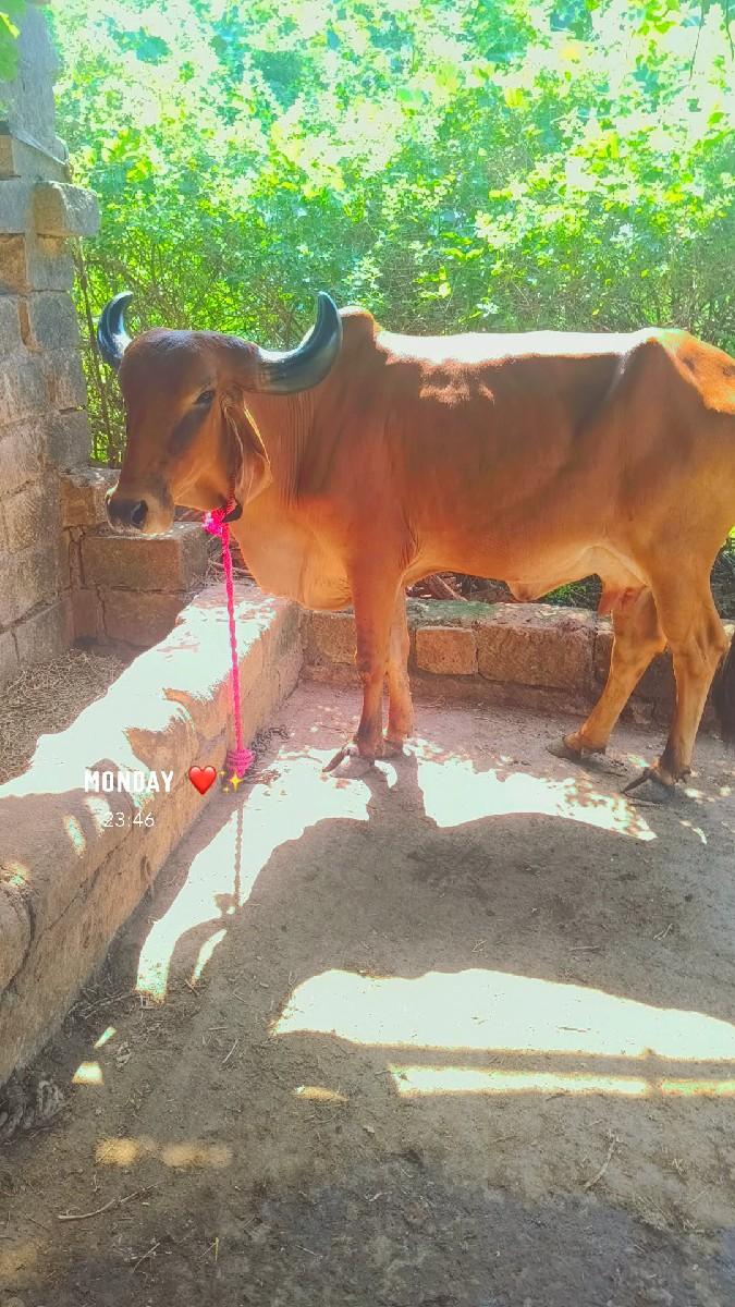 થંબનેલ 2