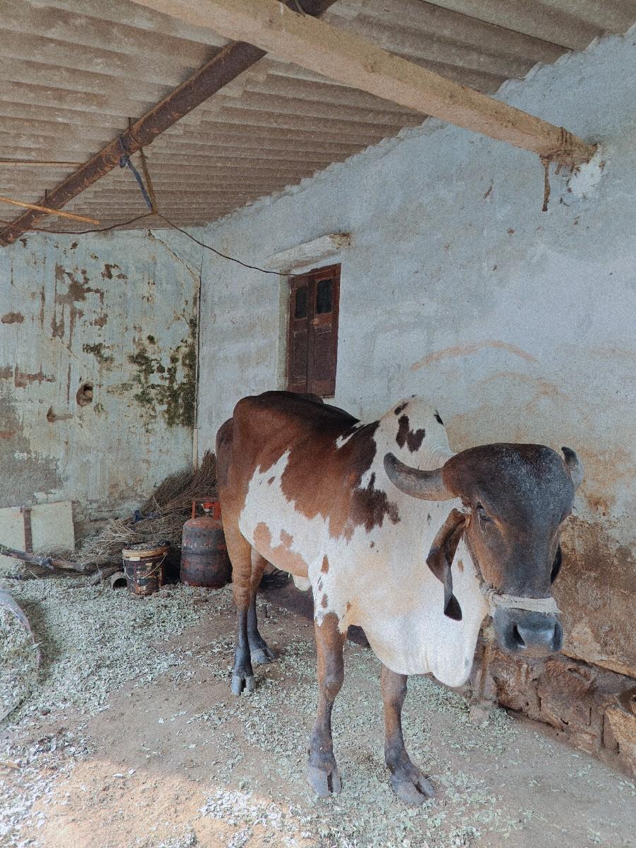 ગીર ગાય વેચવાની છે