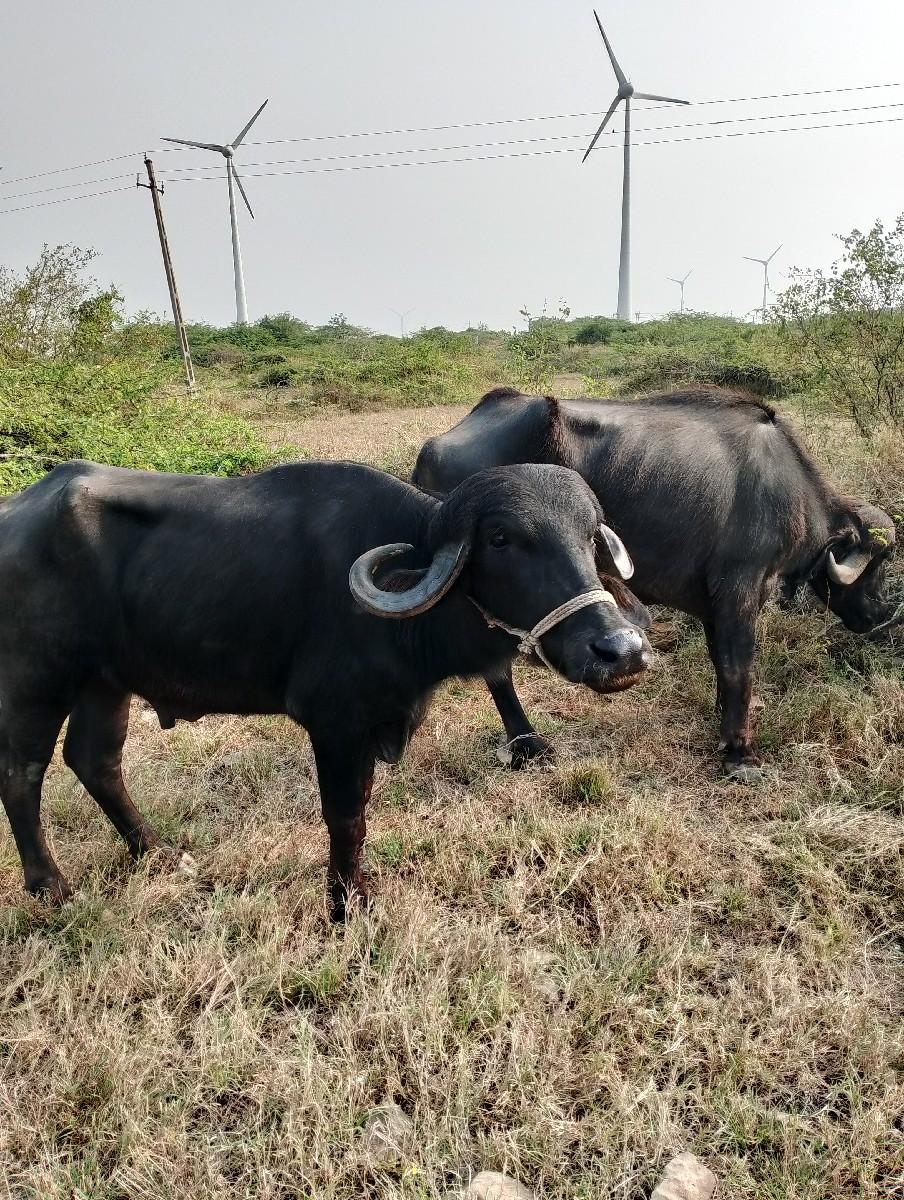 પાડો વેચવાનો છે