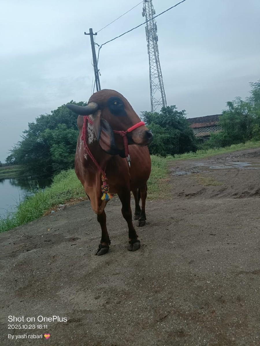 થંબનેલ 3