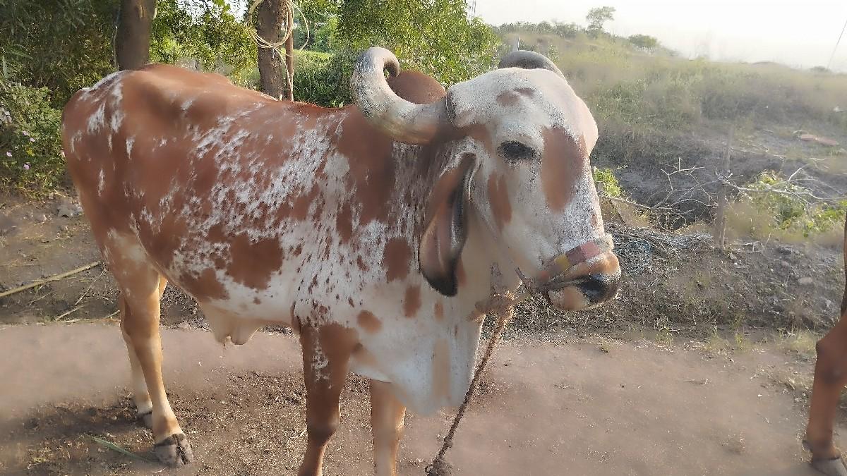 બળદ વેચવાના છે