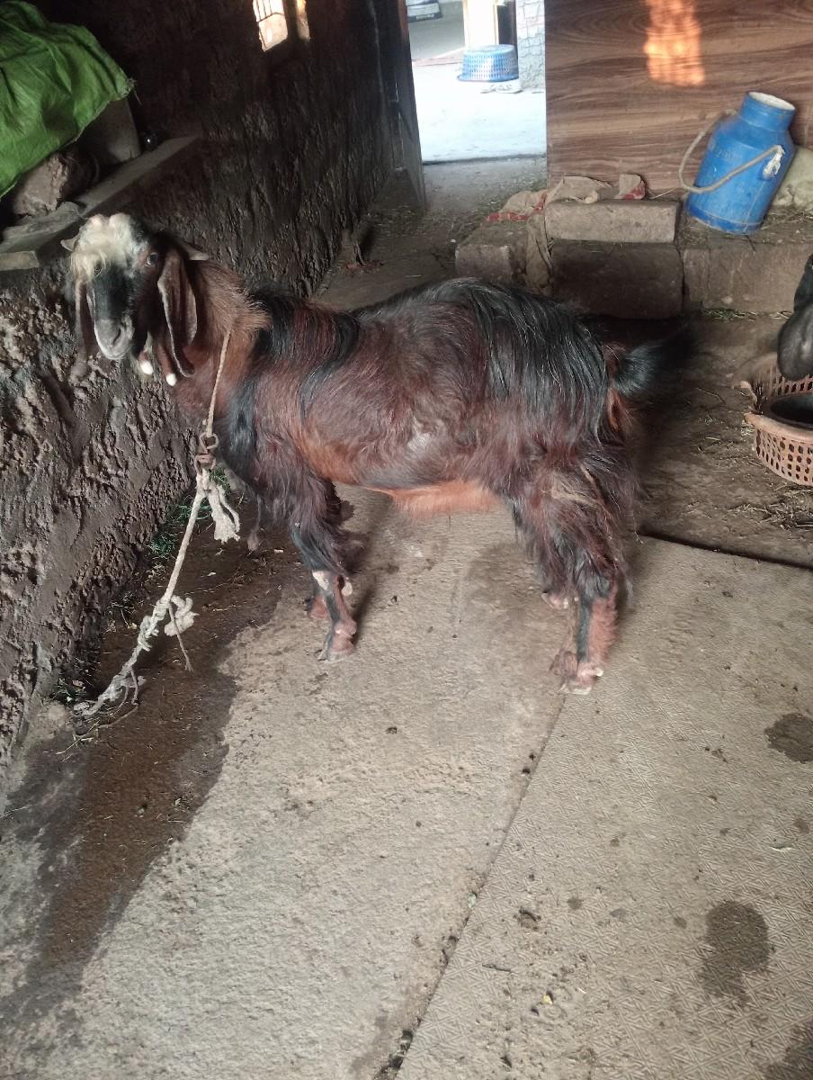 थंबनेल 2